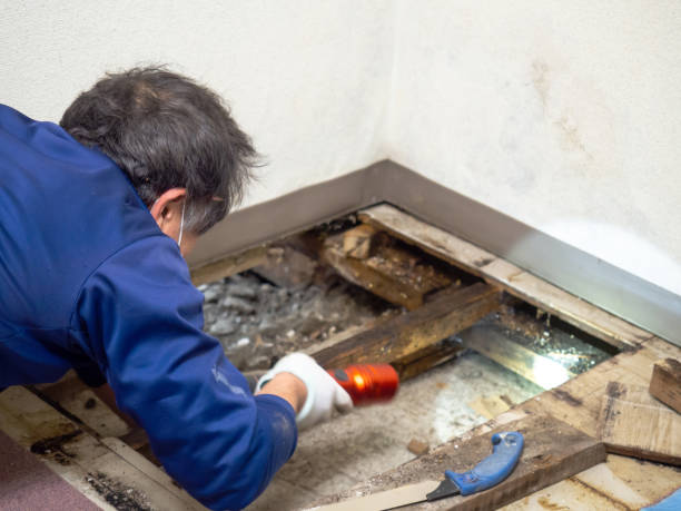 Best DIY Mold Remediation Support Services in Springfield, TN