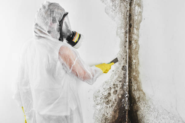 Best Industrial Mold Remediation in Springfield, TN