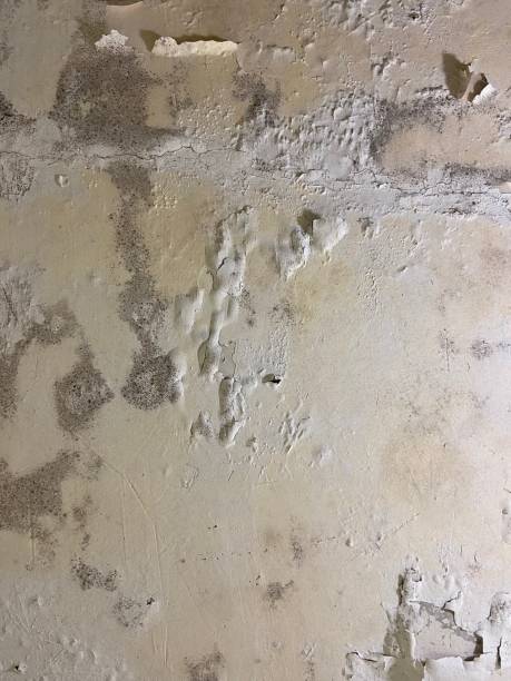 Best Attic Mold Remediation in Springfield, TN