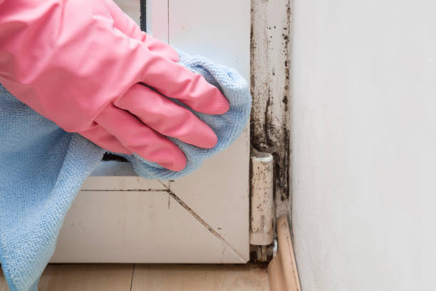 Best Post-Flood Mold Remediation in Springfield, TN