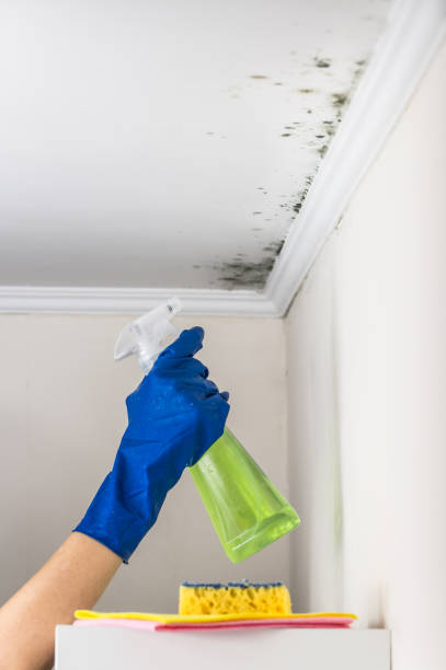 Best Residential Mold Remediation in Springfield, TN